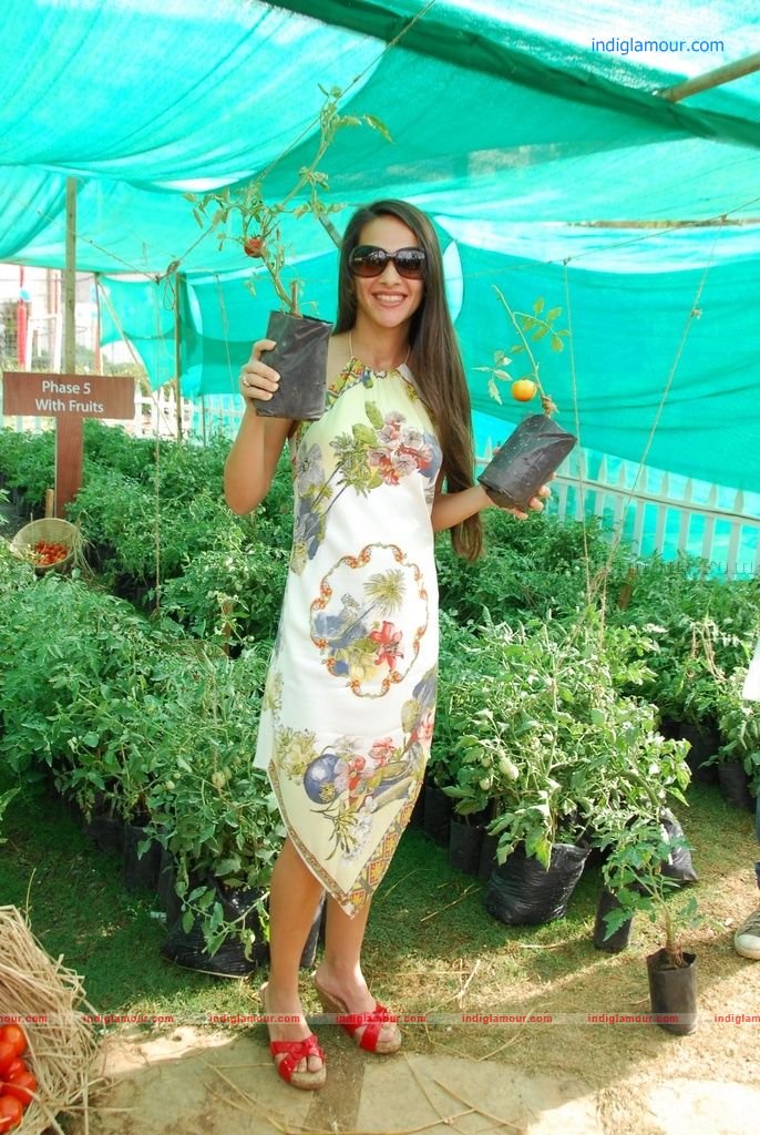 Tara Sharma Actress hd photo