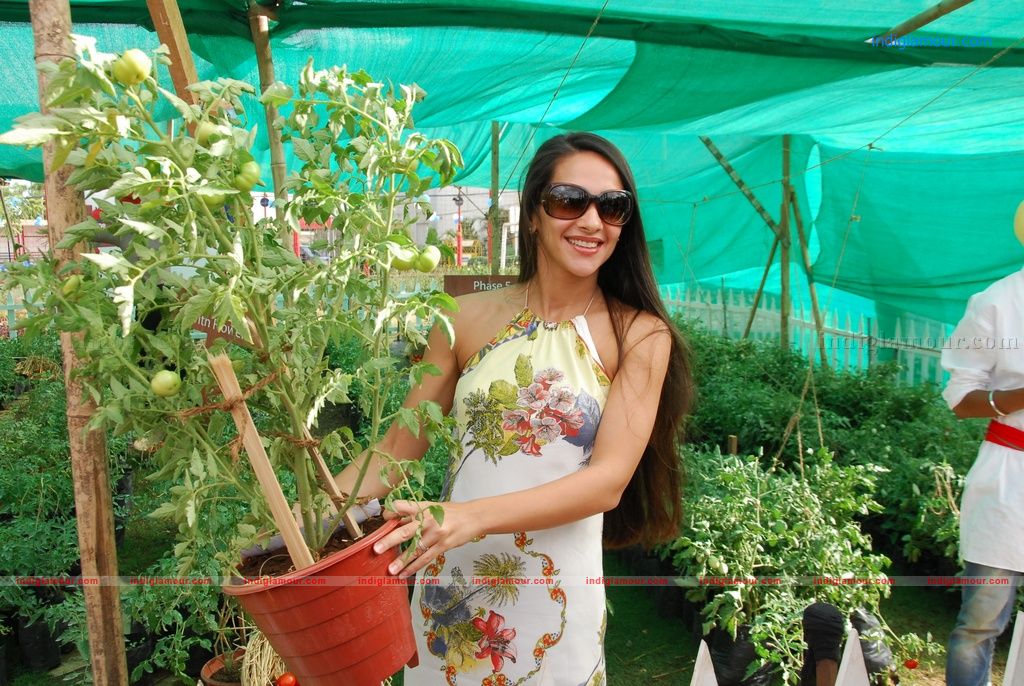 Tara Sharma Actress hd photo