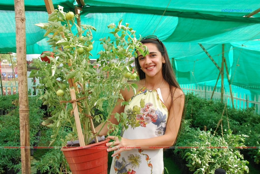 Tara Sharma Actress hd photo