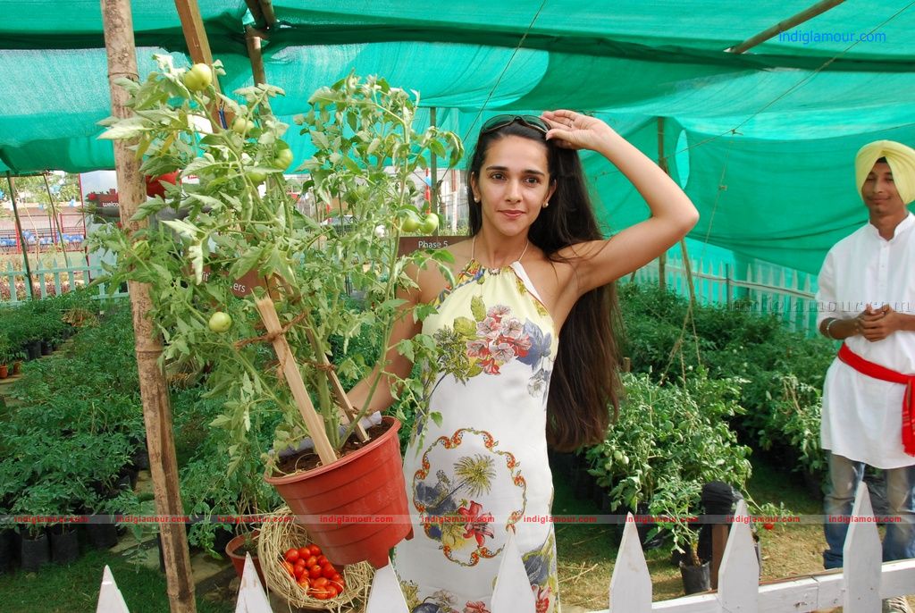 Tara Sharma Actress hd photo