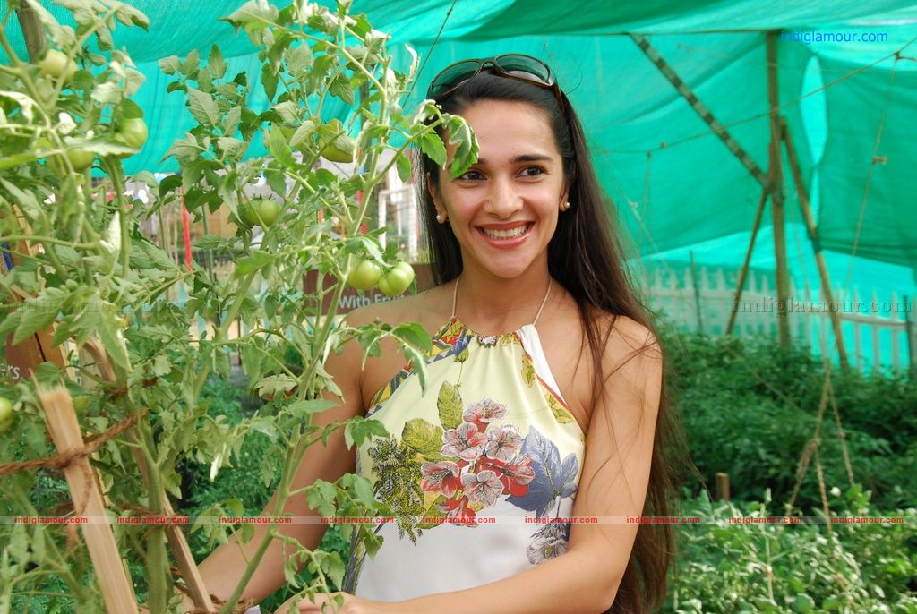 Tara Sharma Actress hd photo