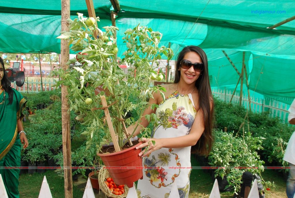 Tara Sharma Actress hd photo