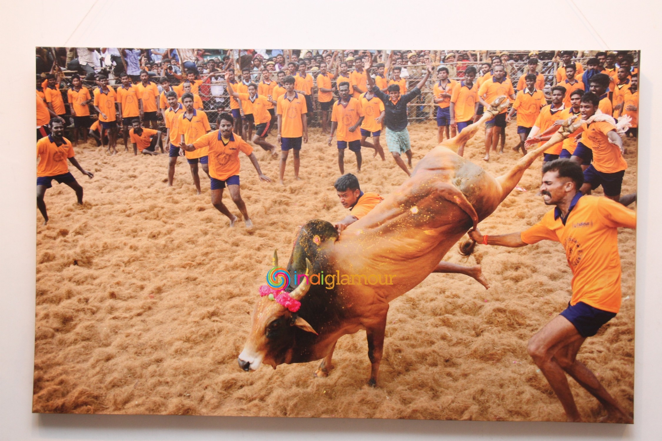 Jallikattu (Veera Vilayattu) Photo Exhibition Opening Ceremony Event hd photo