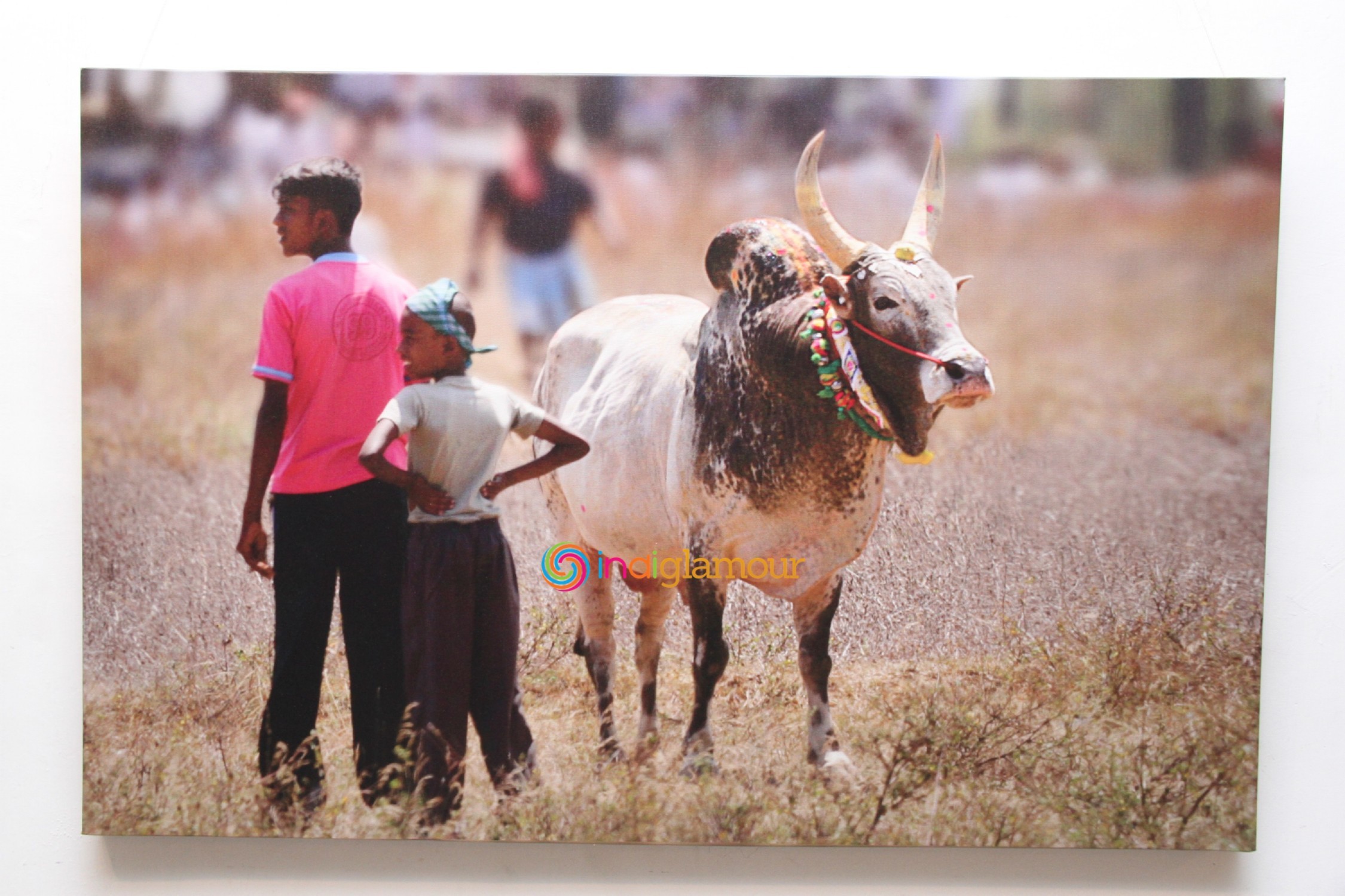 Jallikattu (Veera Vilayattu) Photo Exhibition Opening Ceremony Event hd photo